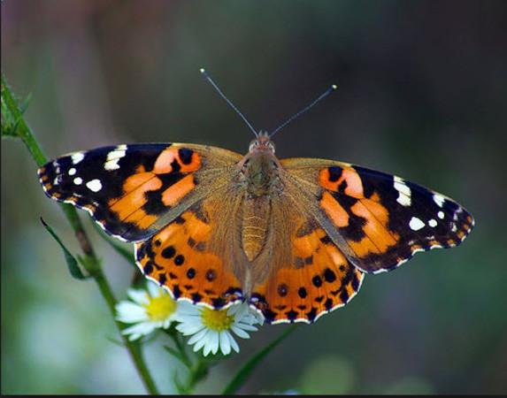 butterfly