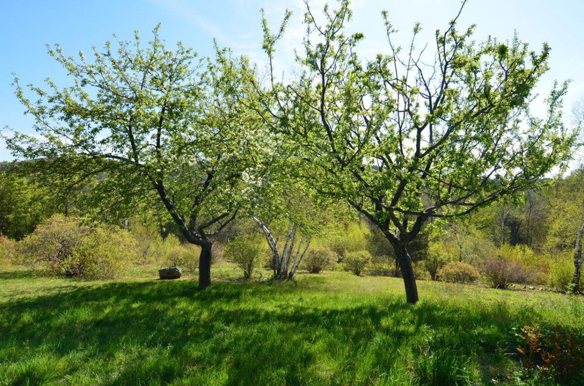 tree