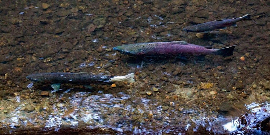 coho salmon